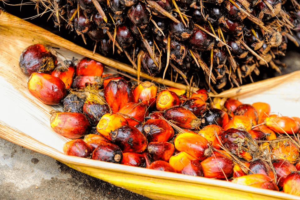 Palm Oil seed