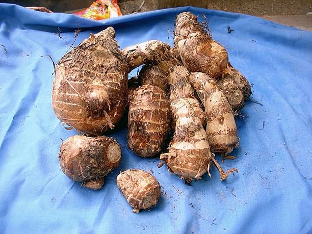 Tubers of Coco Tam