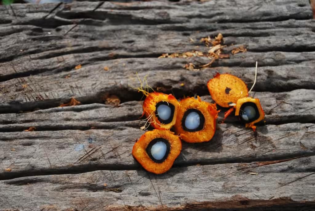 How to make Palm oil rice