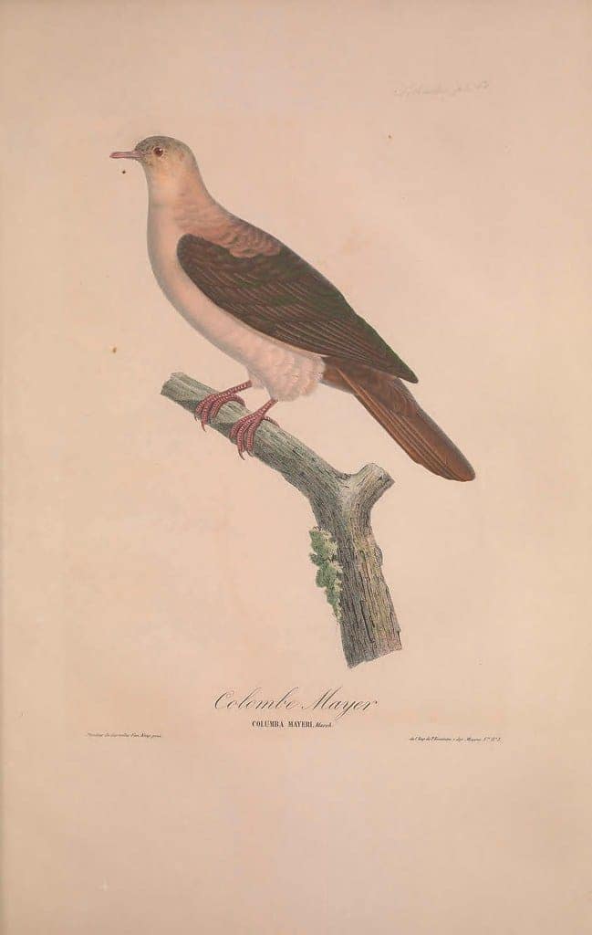 Marry Without Getting a Divorce in Nigeria?